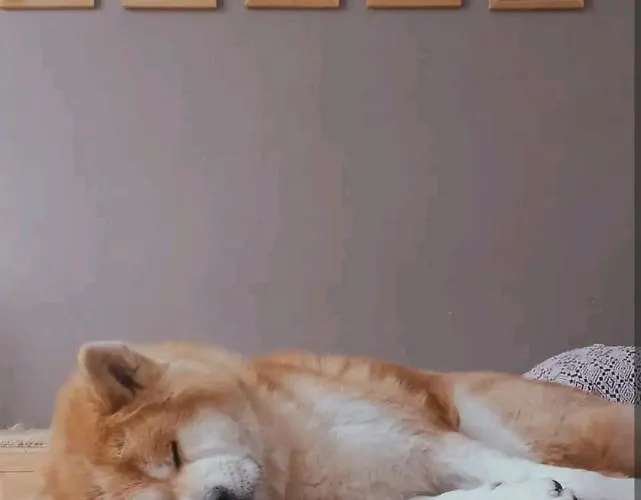 Bobby's Beds Homestay *